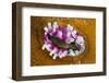 Dahlia Anemone (Urticina Felina) in the Process of Opening - Retracting Tentacles, Bod?, Norway-Lundgren-Framed Photographic Print