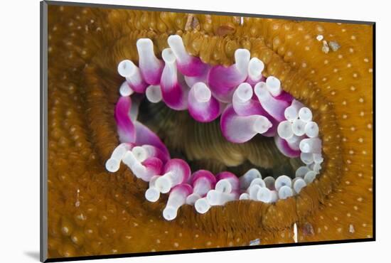 Dahlia Anemone (Urticina Felina) in the Process of Opening - Retracting Tentacles, Bod?, Norway-Lundgren-Mounted Photographic Print