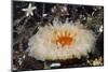 Dahlia Anemone (Urticina - Tealia Felina) on Bed of Common Brittlestars, St Abbs, Scotland, UK-Linda Pitkin-Mounted Photographic Print