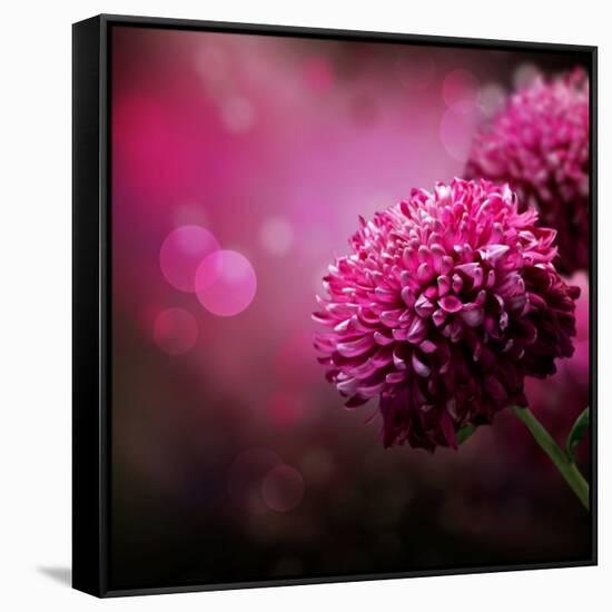 Dahlia Autumn Flower Design.With Copy-Space-Subbotina Anna-Framed Stretched Canvas