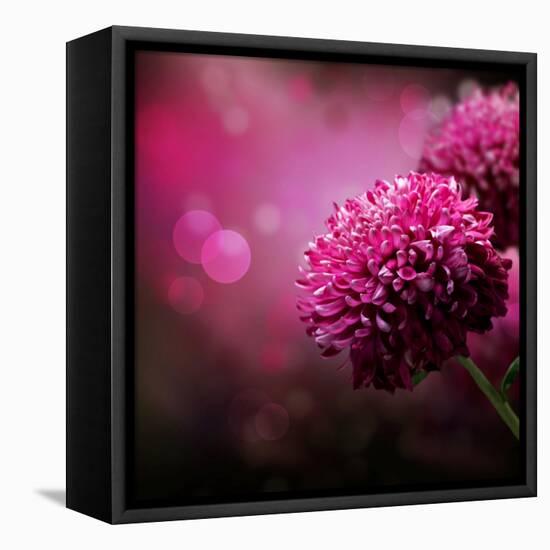 Dahlia Autumn Flower Design.With Copy-Space-Subbotina Anna-Framed Stretched Canvas