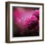 Dahlia Autumn Flower Design.With Copy-Space-Subbotina Anna-Framed Art Print