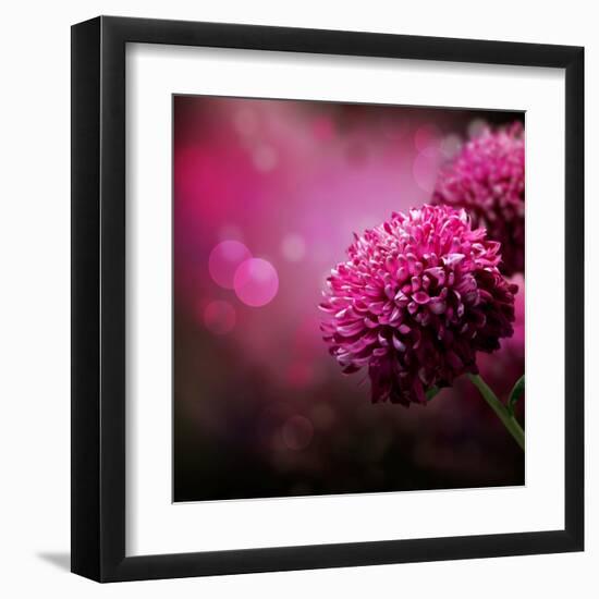 Dahlia Autumn Flower Design.With Copy-Space-Subbotina Anna-Framed Art Print