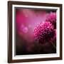 Dahlia Autumn Flower Design.With Copy-Space-Subbotina Anna-Framed Art Print