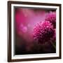 Dahlia Autumn Flower Design.With Copy-Space-Subbotina Anna-Framed Art Print