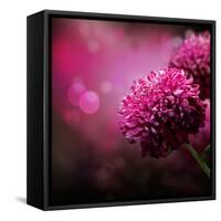 Dahlia Autumn Flower Design.With Copy-Space-Subbotina Anna-Framed Stretched Canvas