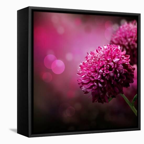 Dahlia Autumn Flower Design.With Copy-Space-Subbotina Anna-Framed Stretched Canvas