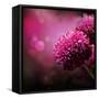 Dahlia Autumn Flower Design.With Copy-Space-Subbotina Anna-Framed Stretched Canvas