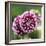 Dahlia Bloom-Pete Kelly-Framed Giclee Print