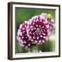 Dahlia Bloom-Pete Kelly-Framed Giclee Print