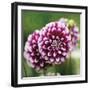 Dahlia Bloom-Pete Kelly-Framed Giclee Print