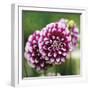 Dahlia Bloom-Pete Kelly-Framed Giclee Print