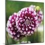 Dahlia Bloom-Pete Kelly-Mounted Giclee Print