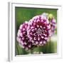 Dahlia Bloom-Pete Kelly-Framed Giclee Print