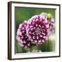 Dahlia Bloom-Pete Kelly-Framed Giclee Print