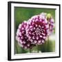 Dahlia Bloom-Pete Kelly-Framed Giclee Print