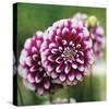 Dahlia Bloom-Pete Kelly-Stretched Canvas