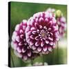 Dahlia Bloom-Pete Kelly-Stretched Canvas