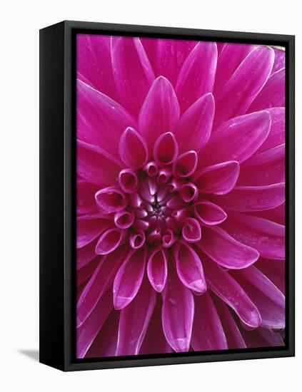 Dahlia Blossom, Manito Park, Spokane, Washington, USA-Charles Gurche-Framed Stretched Canvas