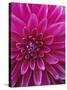 Dahlia Blossom, Manito Park, Spokane, Washington, USA-Charles Gurche-Stretched Canvas