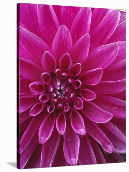 Dahlia Blossom, Manito Park, Spokane, Washington, USA-Charles Gurche-Stretched Canvas