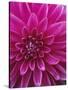 Dahlia Blossom, Manito Park, Spokane, Washington, USA-Charles Gurche-Stretched Canvas