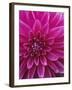 Dahlia Blossom, Manito Park, Spokane, Washington, USA-Charles Gurche-Framed Premium Photographic Print