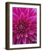 Dahlia Blossom, Manito Park, Spokane, Washington, USA-Charles Gurche-Framed Photographic Print