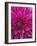 Dahlia Blossom, Manito Park, Spokane, Washington, USA-Charles Gurche-Framed Photographic Print