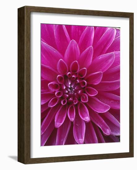 Dahlia Blossom, Manito Park, Spokane, Washington, USA-Charles Gurche-Framed Photographic Print