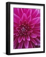 Dahlia Blossom, Manito Park, Spokane, Washington, USA-Charles Gurche-Framed Photographic Print