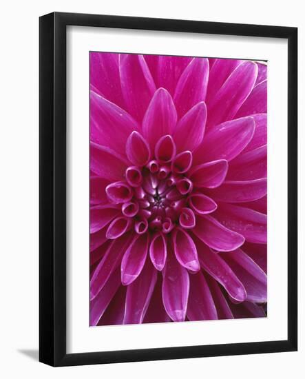 Dahlia Blossom, Manito Park, Spokane, Washington, USA-Charles Gurche-Framed Photographic Print