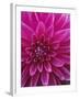 Dahlia Blossom, Manito Park, Spokane, Washington, USA-Charles Gurche-Framed Photographic Print