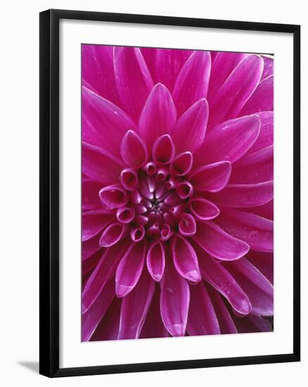 Dahlia Blossom, Manito Park, Spokane, Washington, USA-Charles Gurche-Framed Photographic Print