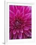 Dahlia Blossom, Manito Park, Spokane, Washington, USA-Charles Gurche-Framed Photographic Print