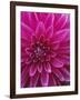 Dahlia Blossom, Manito Park, Spokane, Washington, USA-Charles Gurche-Framed Photographic Print