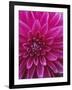 Dahlia Blossom, Manito Park, Spokane, Washington, USA-Charles Gurche-Framed Photographic Print