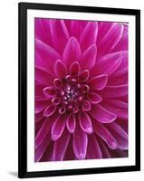 Dahlia Blossom, Manito Park, Spokane, Washington, USA-Charles Gurche-Framed Photographic Print