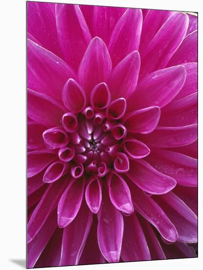 Dahlia Blossom, Manito Park, Spokane, Washington, USA-Charles Gurche-Mounted Photographic Print