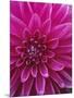 Dahlia Blossom, Manito Park, Spokane, Washington, USA-Charles Gurche-Mounted Photographic Print