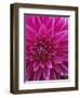 Dahlia Blossom, Manito Park, Spokane, Washington, USA-Charles Gurche-Framed Premium Photographic Print