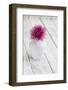 Dahlia Blossoms, Pink, Vase, White, Wood-Andrea Haase-Framed Photographic Print