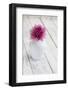 Dahlia Blossoms, Pink, Vase, White, Wood-Andrea Haase-Framed Photographic Print