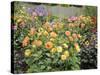 Dahlia Border in Full Flower in Summer Garden, Norfolk, UK-Gary Smith-Stretched Canvas