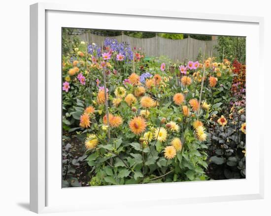 Dahlia Border in Full Flower in Summer Garden, Norfolk, UK-Gary Smith-Framed Photographic Print