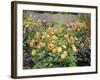 Dahlia Border in Full Flower in Summer Garden, Norfolk, UK-Gary Smith-Framed Photographic Print