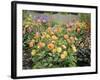 Dahlia Border in Full Flower in Summer Garden, Norfolk, UK-Gary Smith-Framed Photographic Print