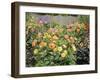 Dahlia Border in Full Flower in Summer Garden, Norfolk, UK-Gary Smith-Framed Photographic Print