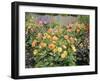 Dahlia Border in Full Flower in Summer Garden, Norfolk, UK-Gary Smith-Framed Photographic Print