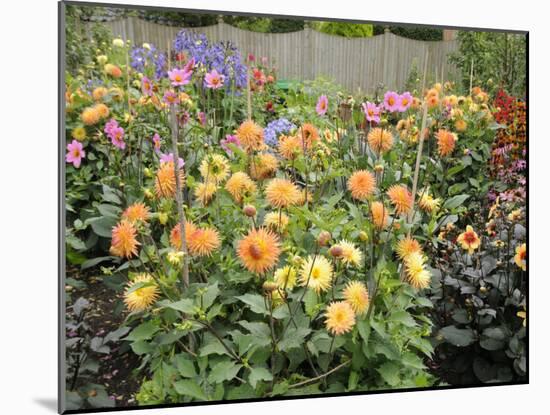 Dahlia Border in Full Flower in Summer Garden, Norfolk, UK-Gary Smith-Mounted Photographic Print